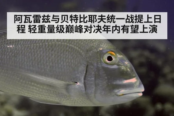 阿瓦雷兹与贝特比耶夫统一战提上日程 轻重量级巅峰对决年内有望上演